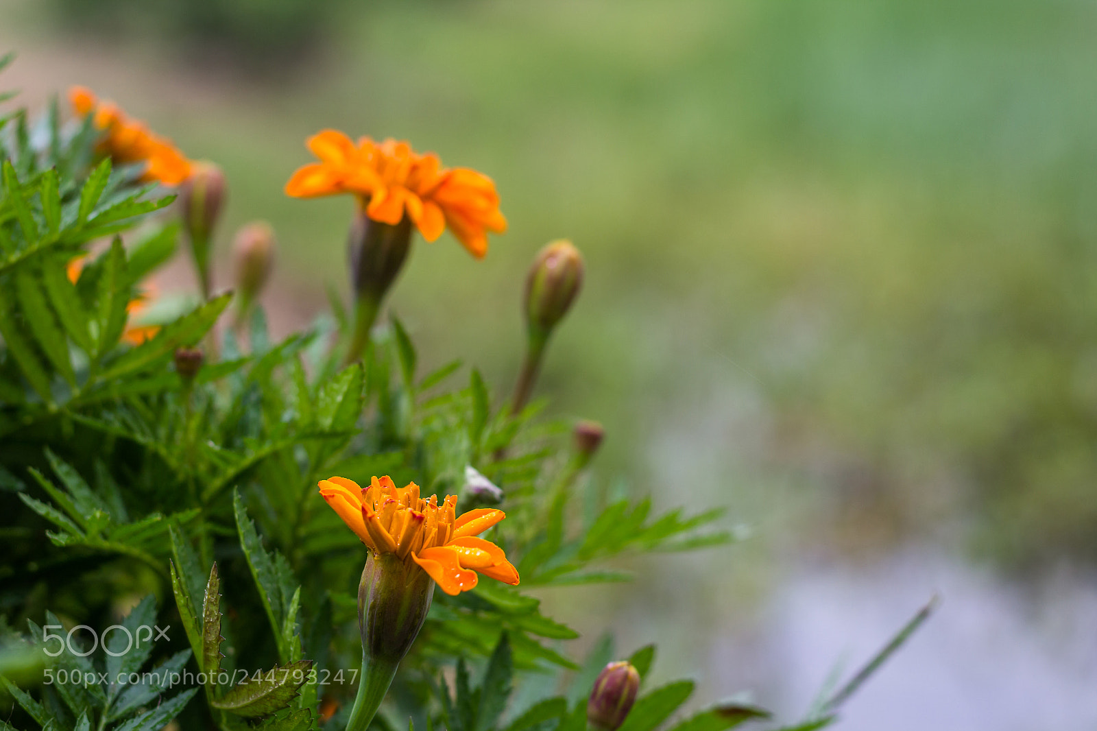 Canon EOS 1200D (EOS Rebel T5 / EOS Kiss X70 / EOS Hi) sample photo. Orange flower photography