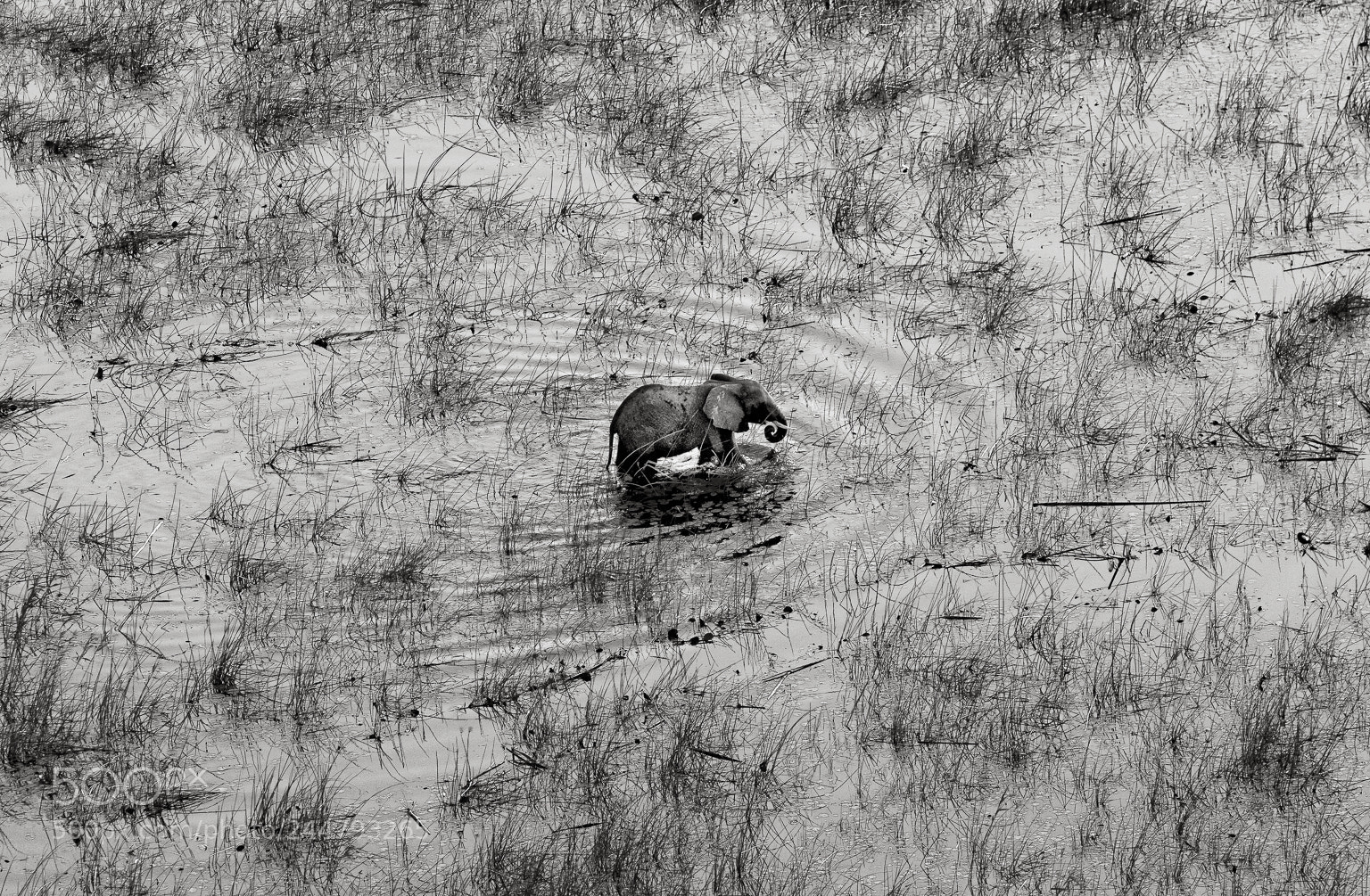 Nikon D810 sample photo. Elephant, okavango delta photography