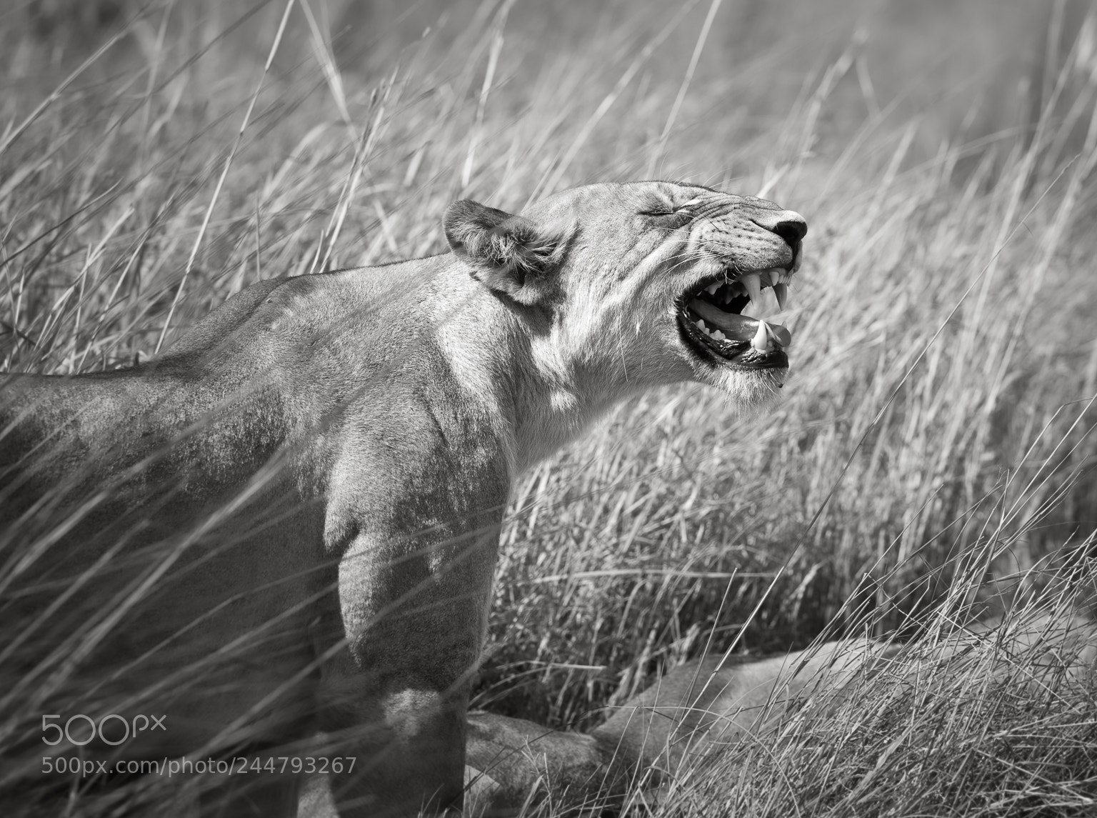 Nikon D810 sample photo. Sniffing lioness, okavango delta photography