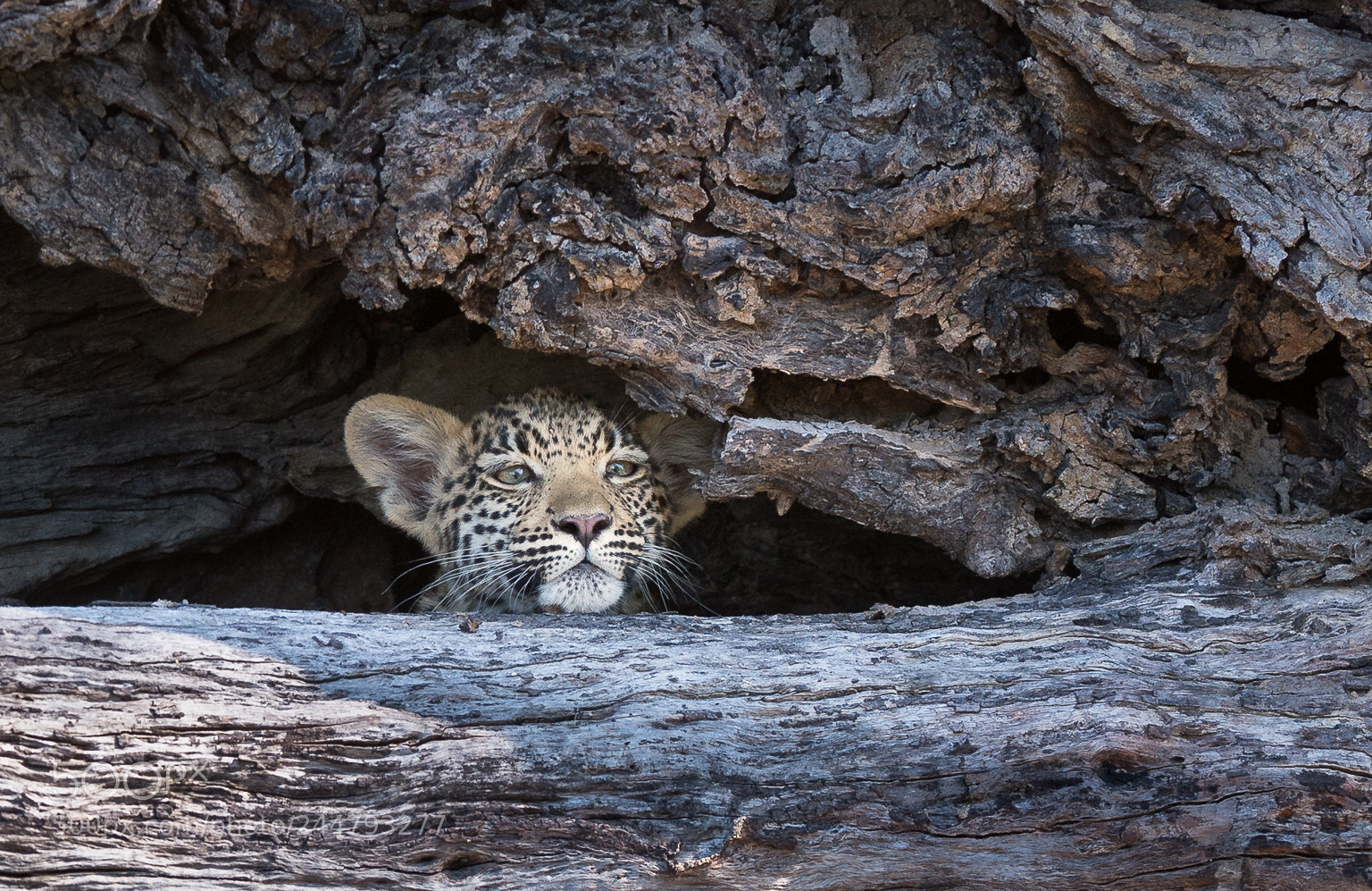 Nikon D4 sample photo. Leopard cub, okavango delta photography