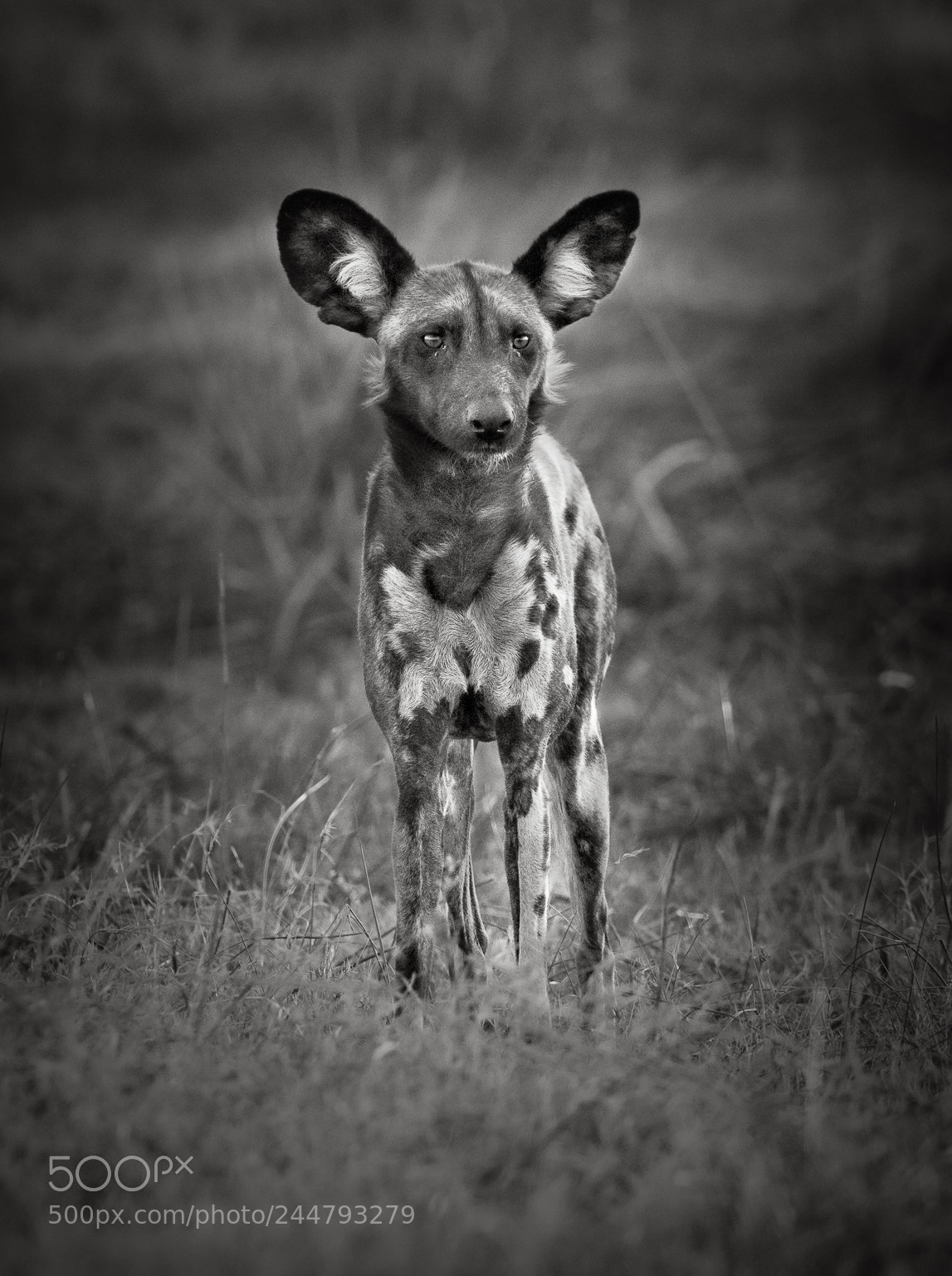 Nikon D810 sample photo. Wild dog, okavango delta photography