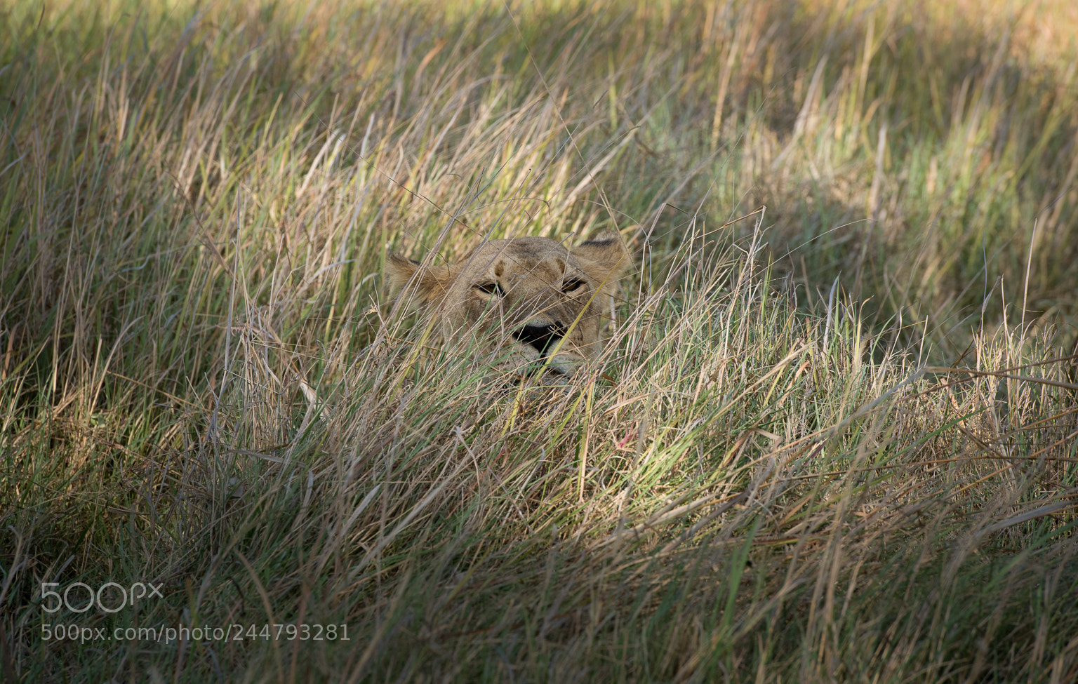 Nikon D810 sample photo. Nidden hunter, okavango delta photography