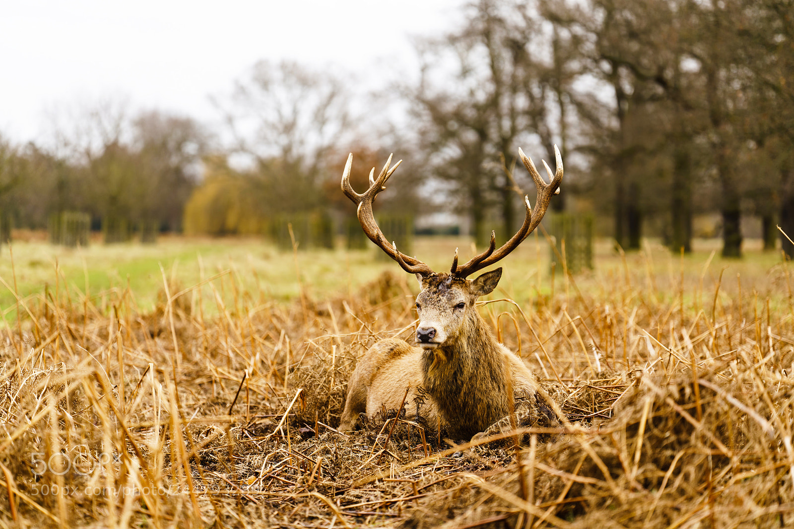 Sony a7R III sample photo. Red deer photography