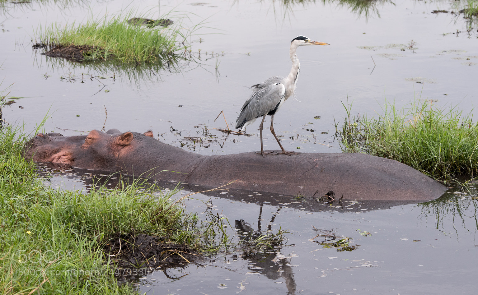 Nikon D810 sample photo. Heron on a hippo! photography