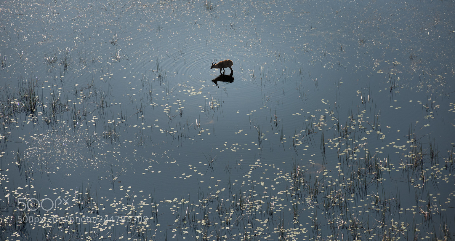 Nikon D810 sample photo. Elephant crossing, okavango delta photography