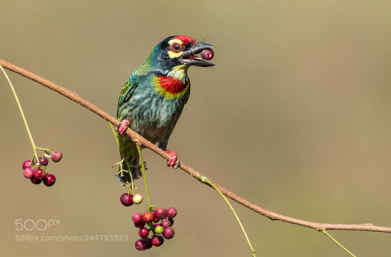 Nikon D610 sample photo. Coppersmith barbet photography