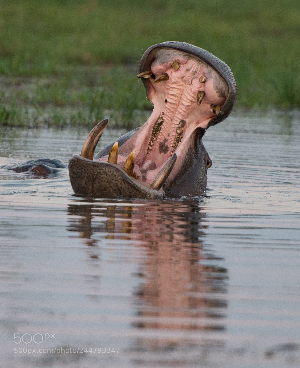 Nikon D4 sample photo. Big sundowner yawn, okavango photography
