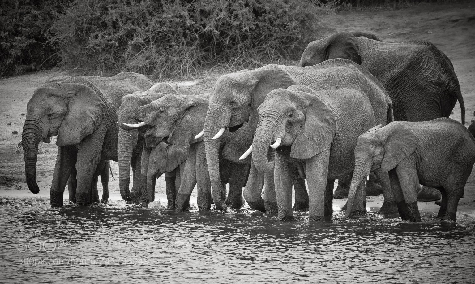 Nikon D810 sample photo. Chobe national park, botswana photography