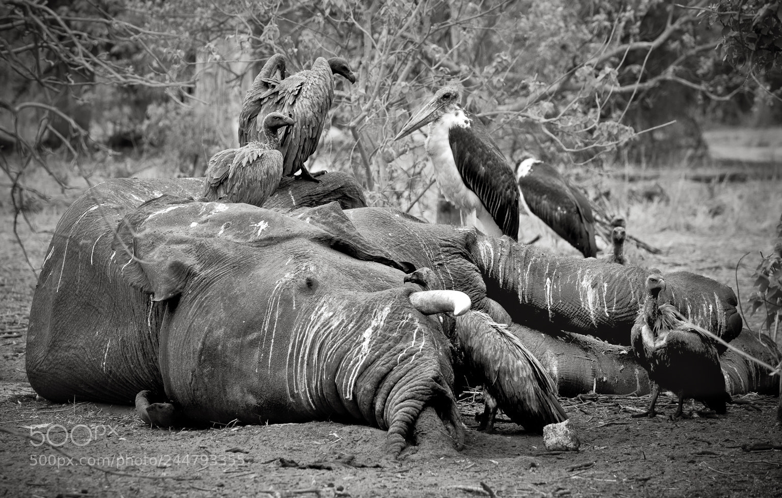 Nikon D810 sample photo. Fallen giant. chobe national photography