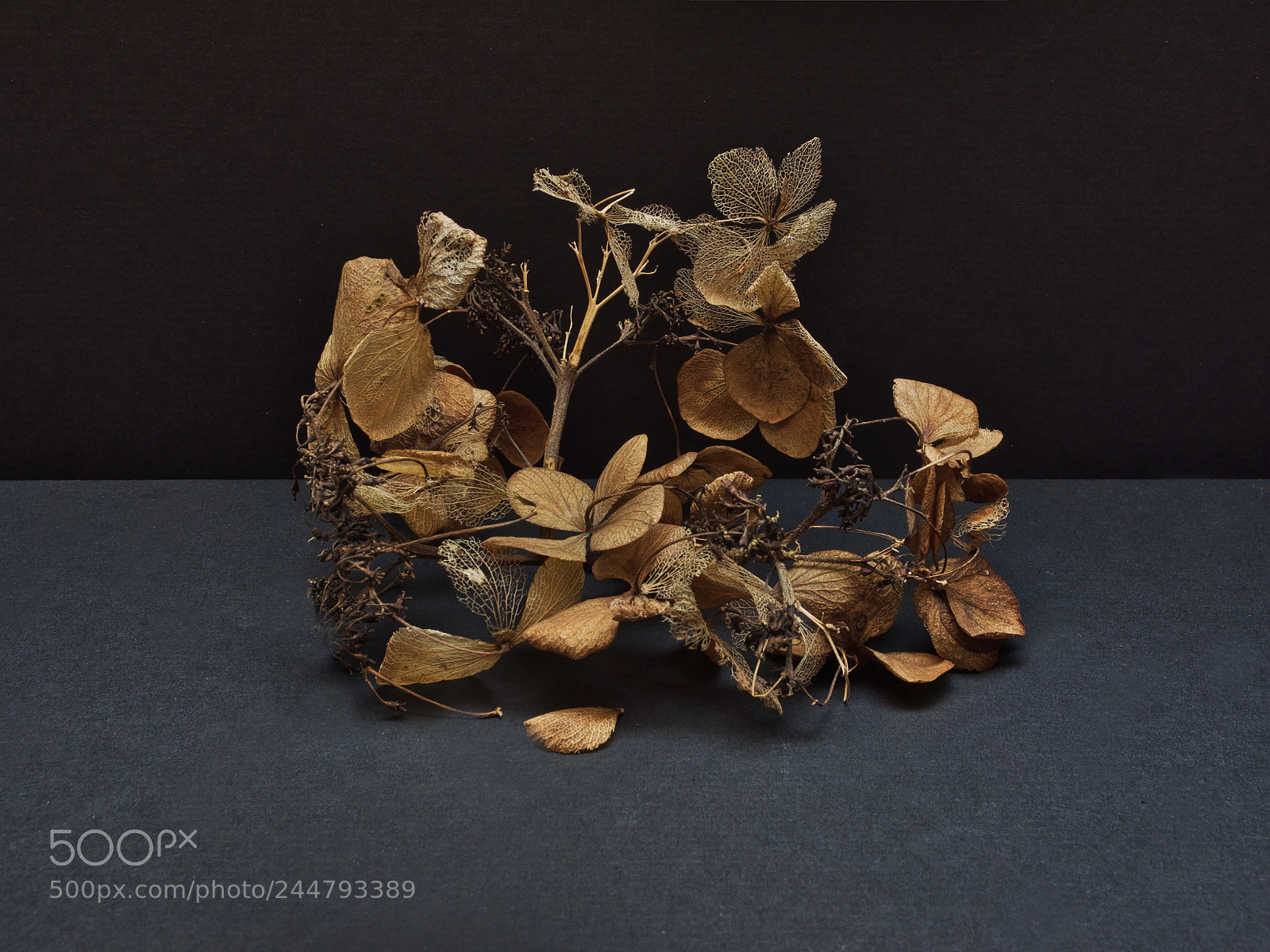 Olympus OM-D E-M1 sample photo. Hortensia photography