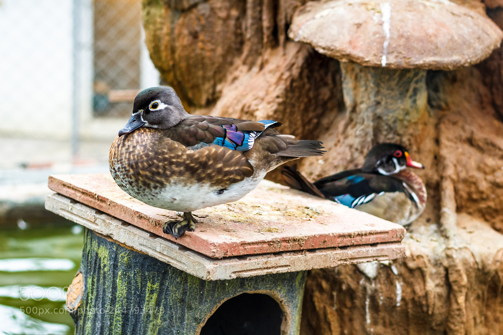 Canon EOS 1200D (EOS Rebel T5 / EOS Kiss X70 / EOS Hi) sample photo. Duck photography