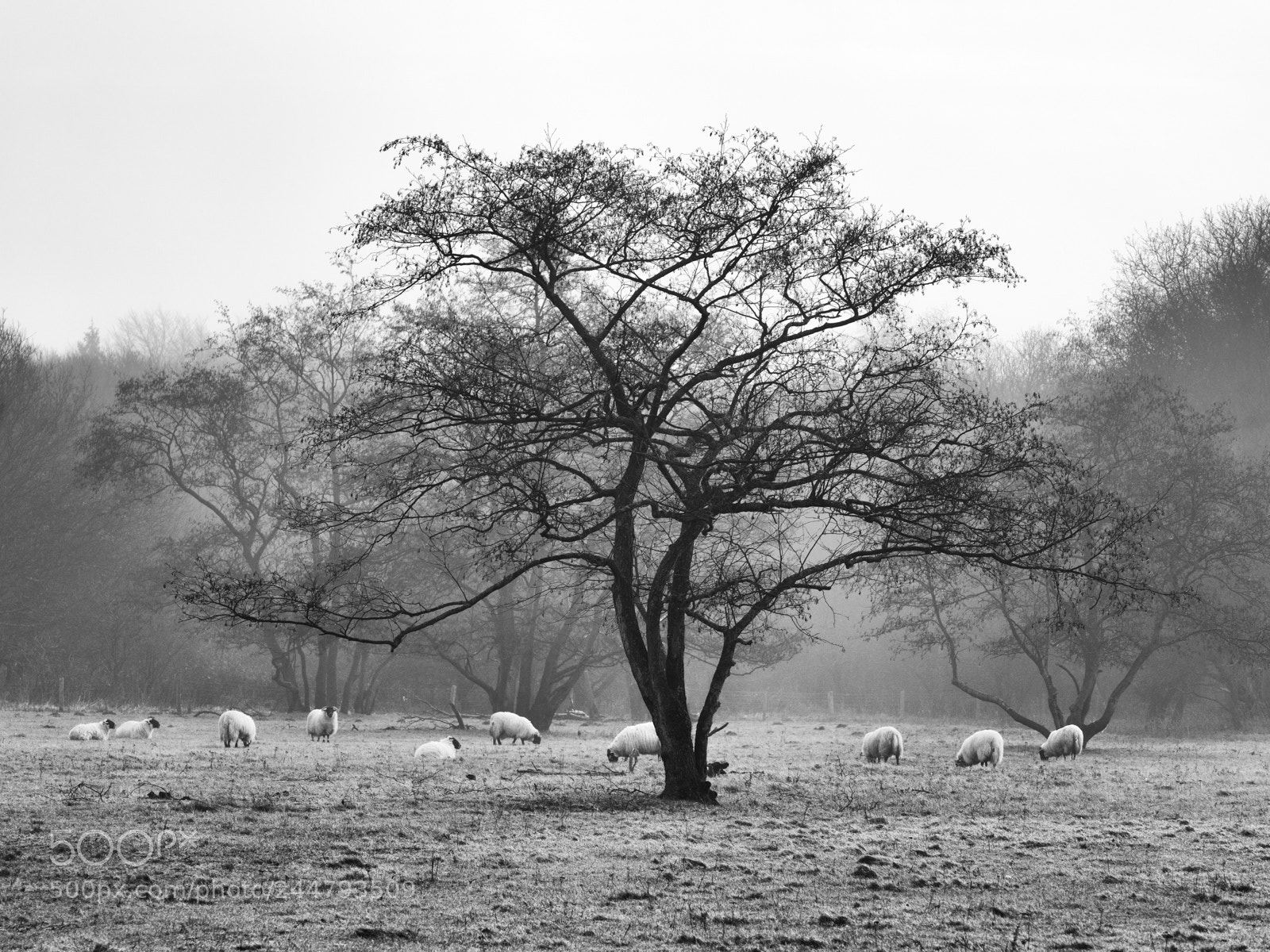 Panasonic Lumix DMC-GX8 sample photo. Ten sheep and a photography