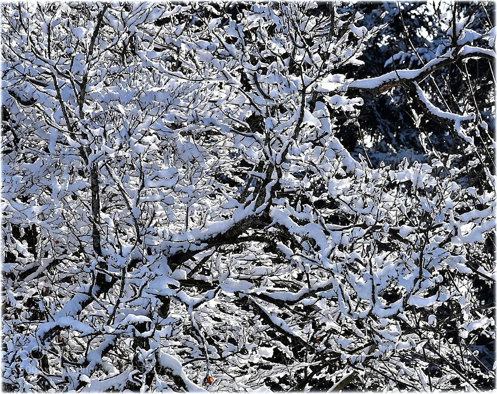 Nikon D7200 sample photo. "wirrwarr" photography