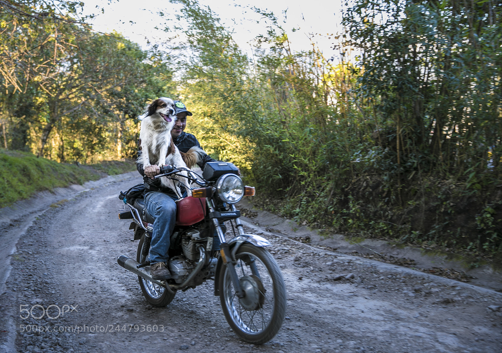 Canon EOS-1D X Mark II sample photo. Coco the dog... photography