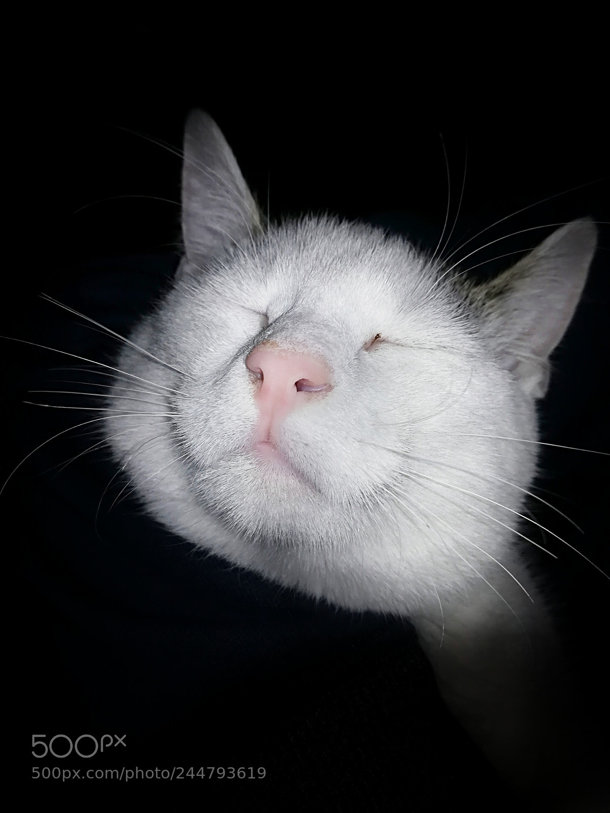 HUAWEI P10 lite sample photo. My cat photography