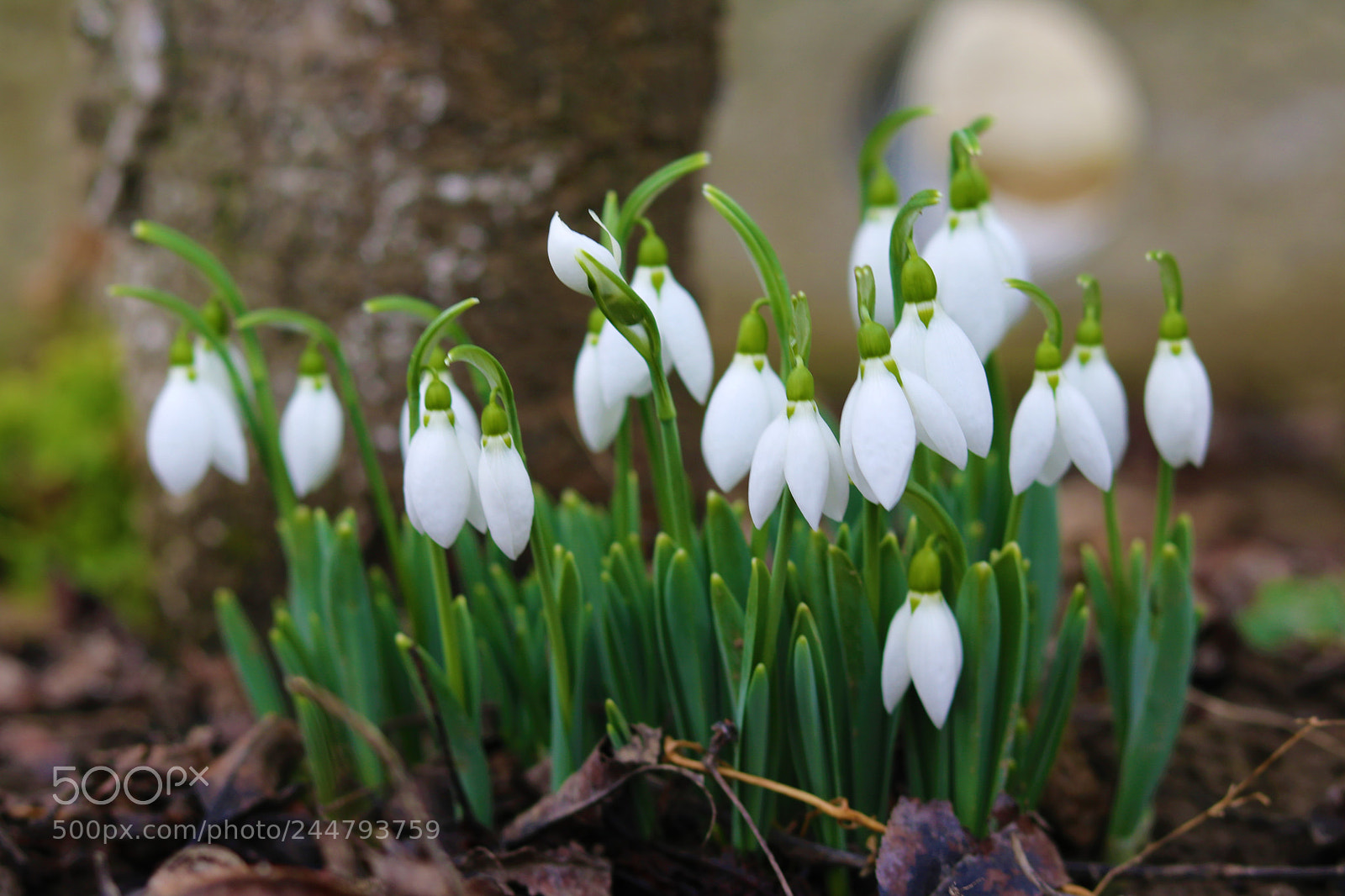 Canon EOS 750D (EOS Rebel T6i / EOS Kiss X8i) sample photo. Img photography