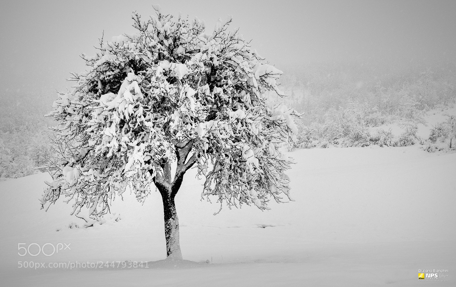 Nikon D850 sample photo. Campo di ferro photography