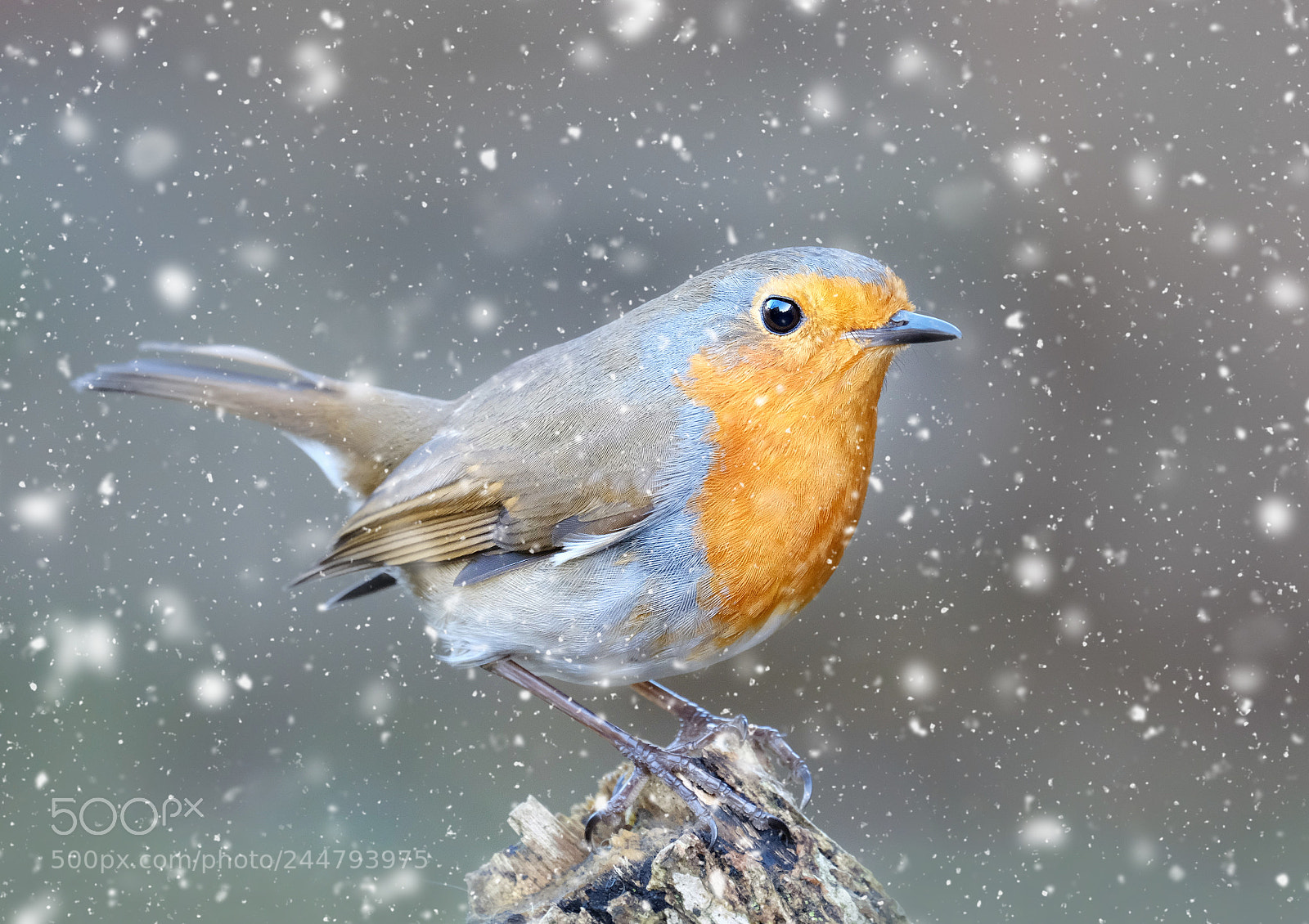Fujifilm X-T20 sample photo. February robin photography