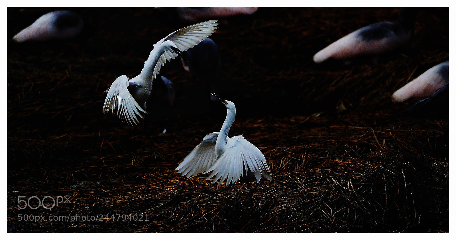 Canon EOS-1D X Mark II sample photo. Untitled photography