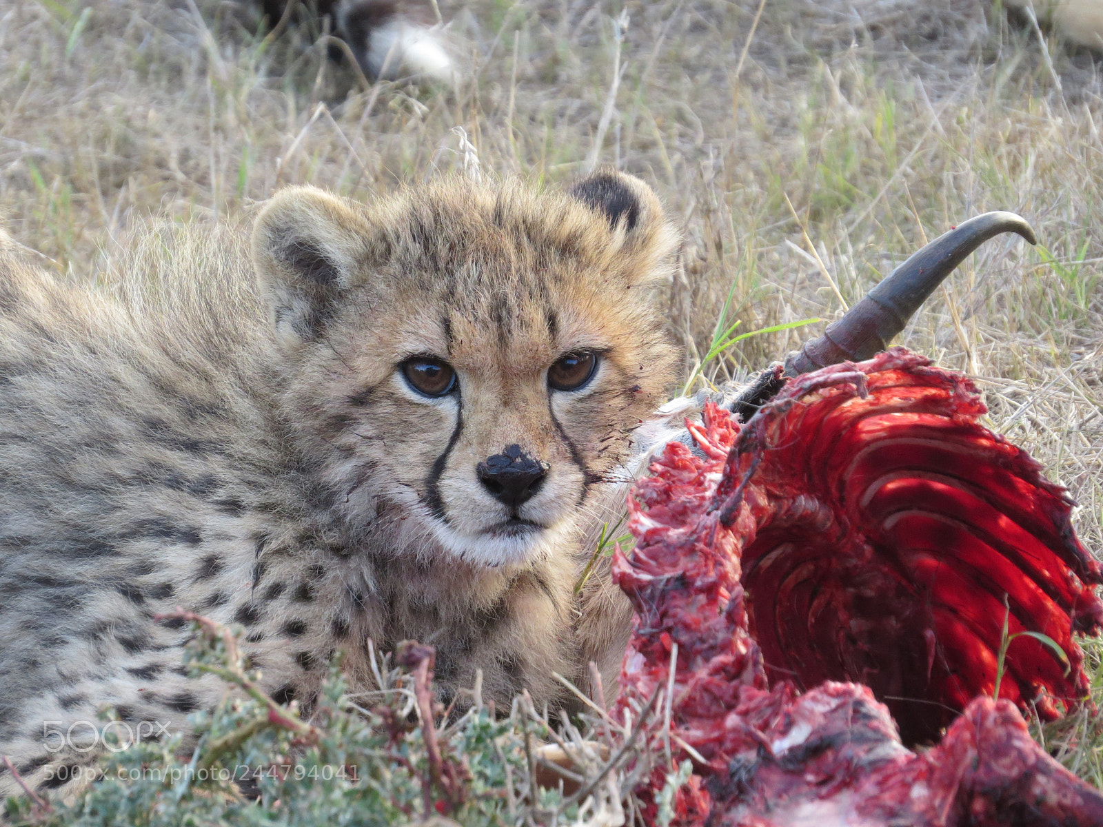 Canon PowerShot SX50 HS sample photo. Cheetah cub eating photography