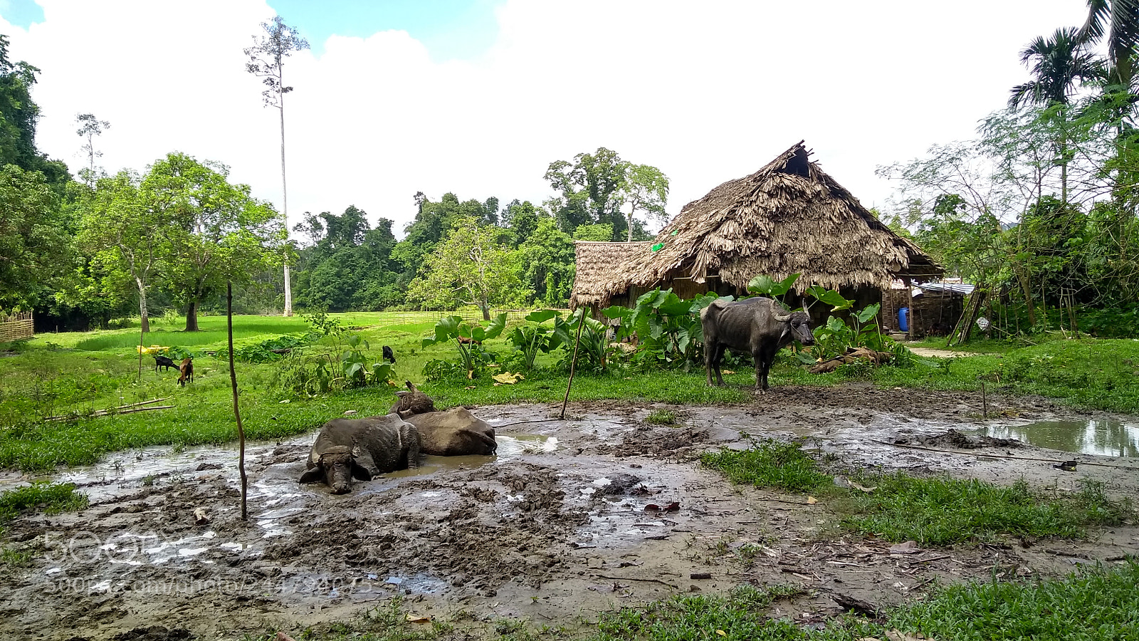 Motorola Moto G (5S) Plus sample photo. Rural photography