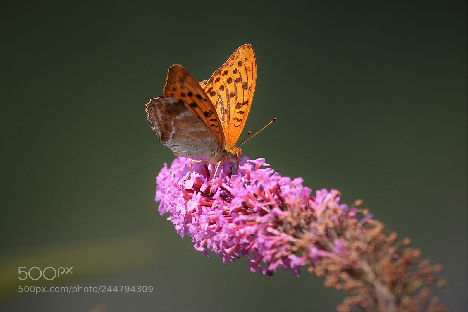 Canon EOS 6D sample photo. Argynnis paphia photography