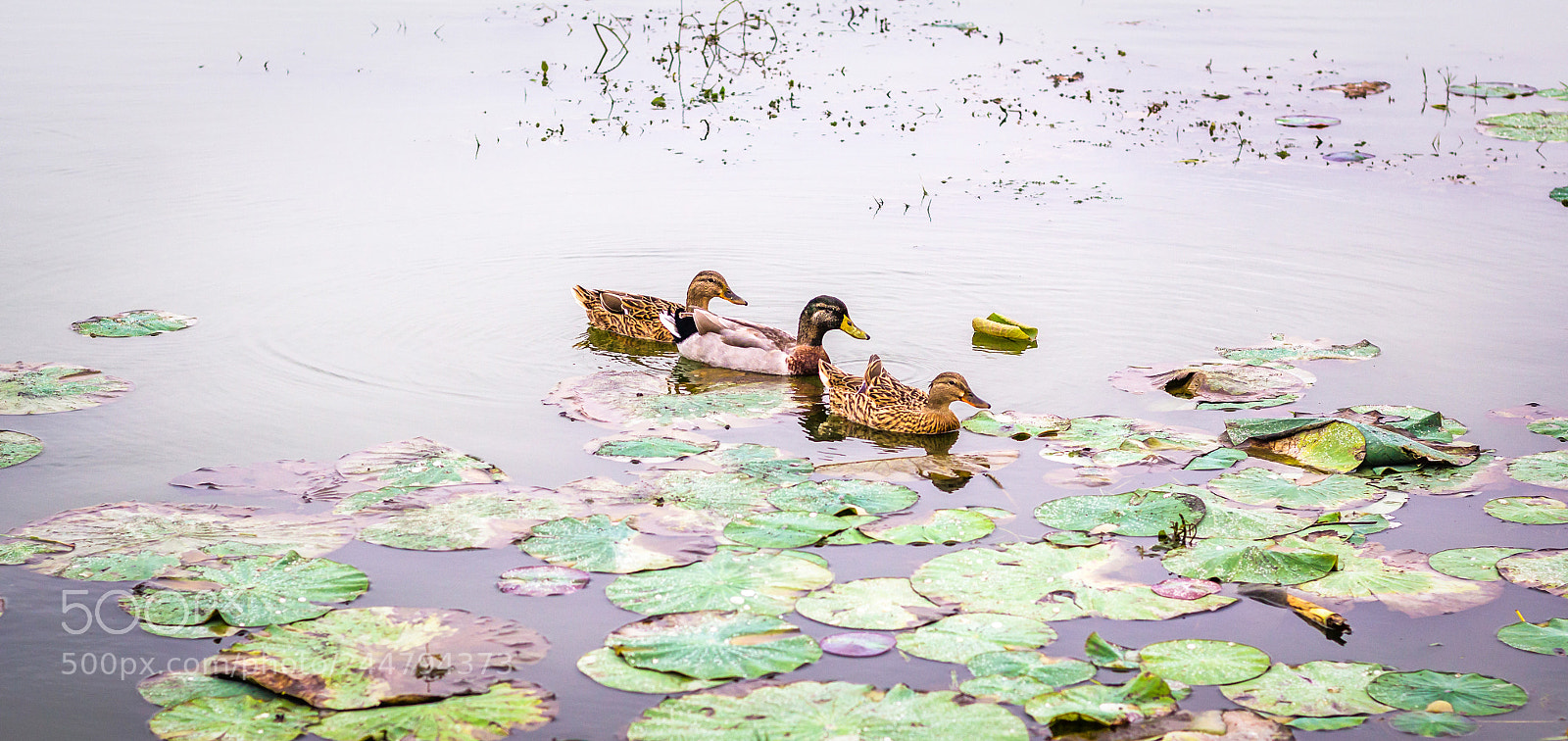 Canon EOS 1200D (EOS Rebel T5 / EOS Kiss X70 / EOS Hi) sample photo. Ducks in lake photography
