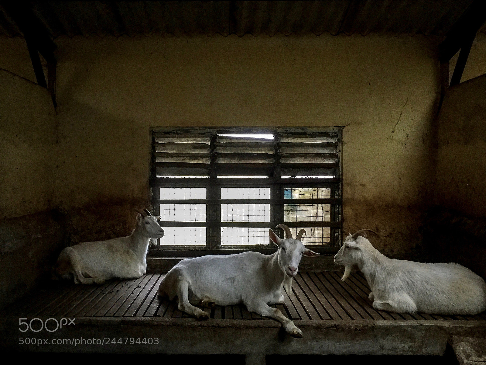 Apple iPhone 6 sample photo. Sri lanka goats. iphone 6 photography
