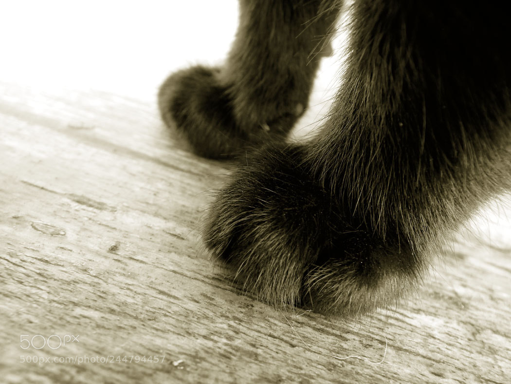 Olympus SP-100EE sample photo. Paws photography