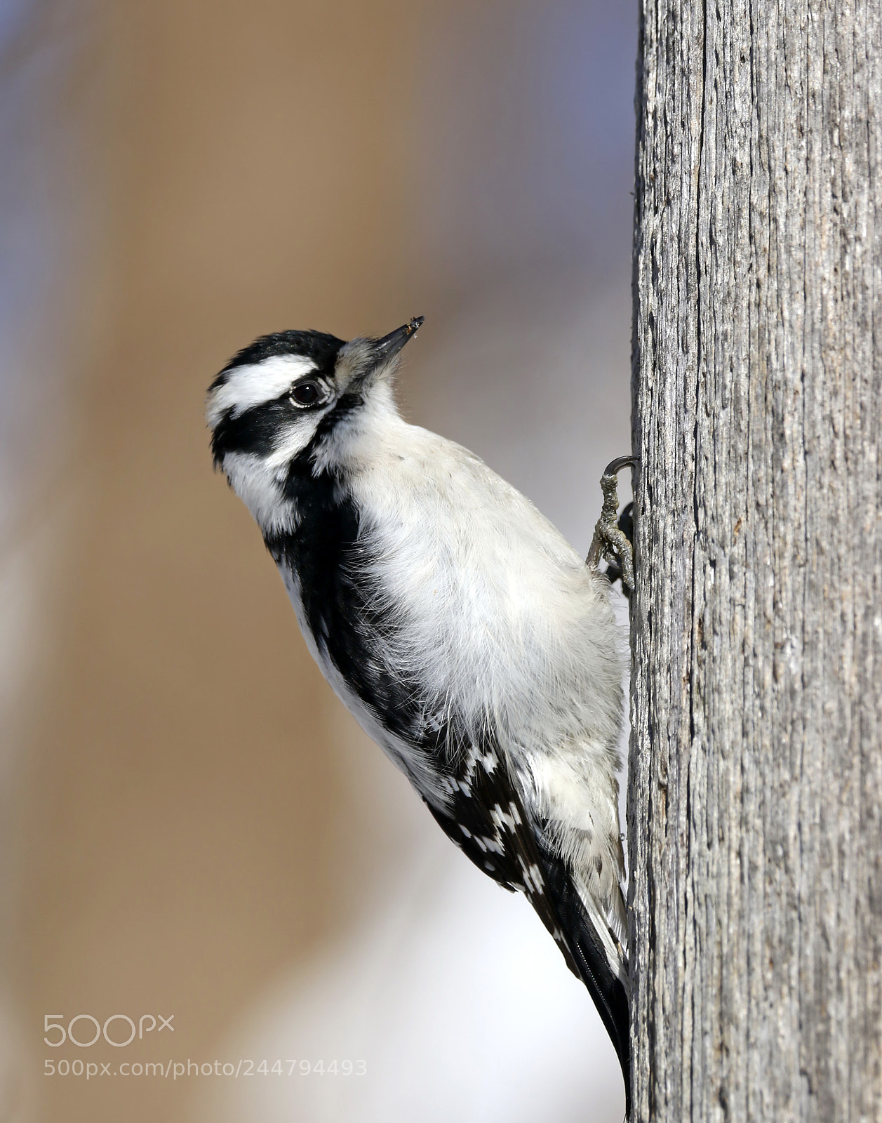 Canon EOS 7D Mark II sample photo. Downy woodpecker photography