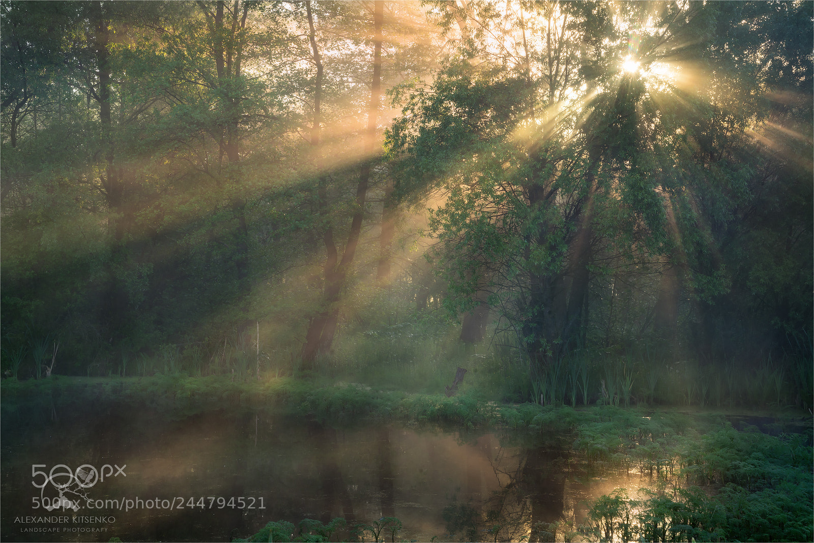 Sony a7R sample photo. Fairy marsh photography