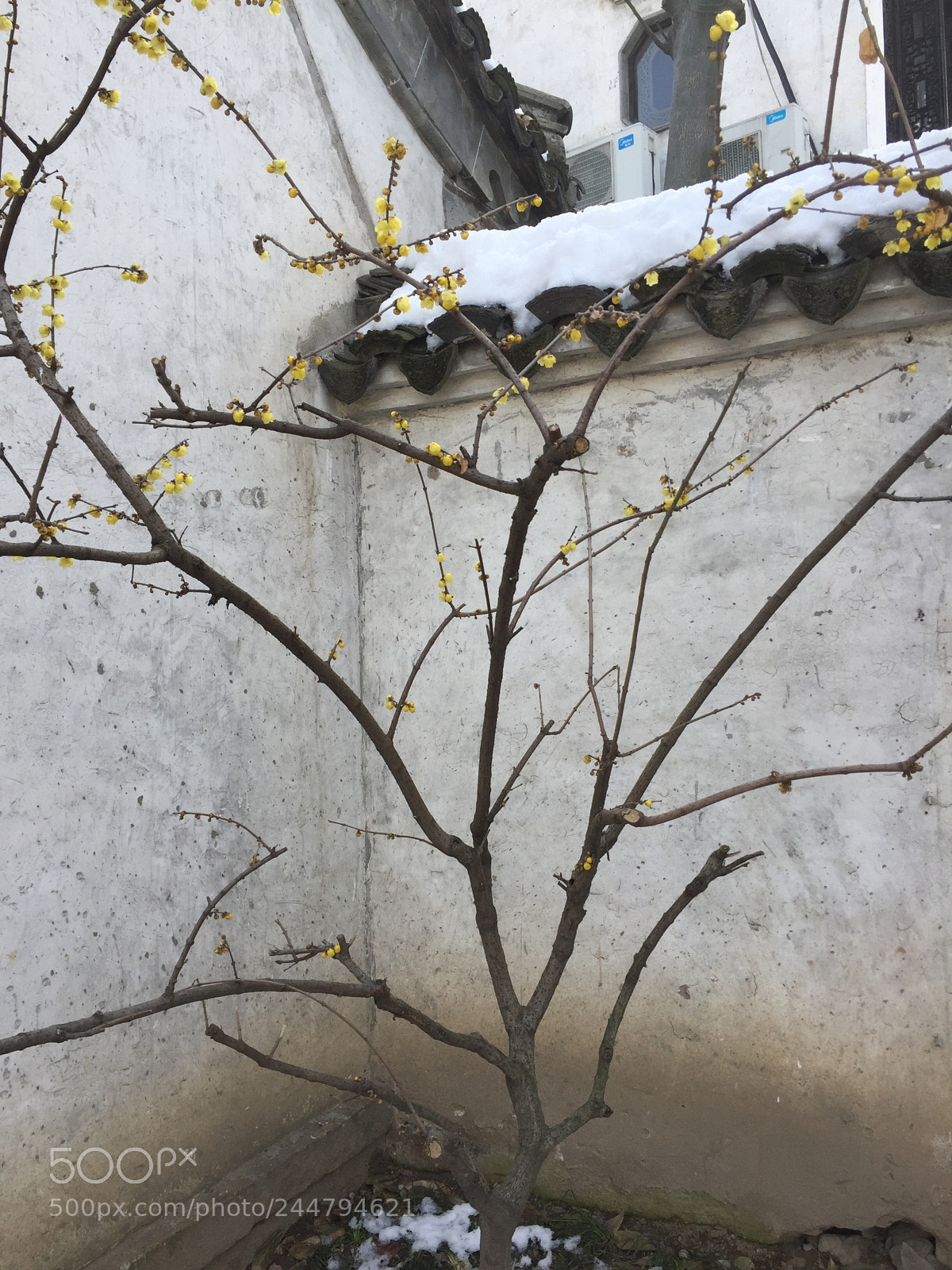 Apple iPhone 6 sample photo. 一剪梅 photography