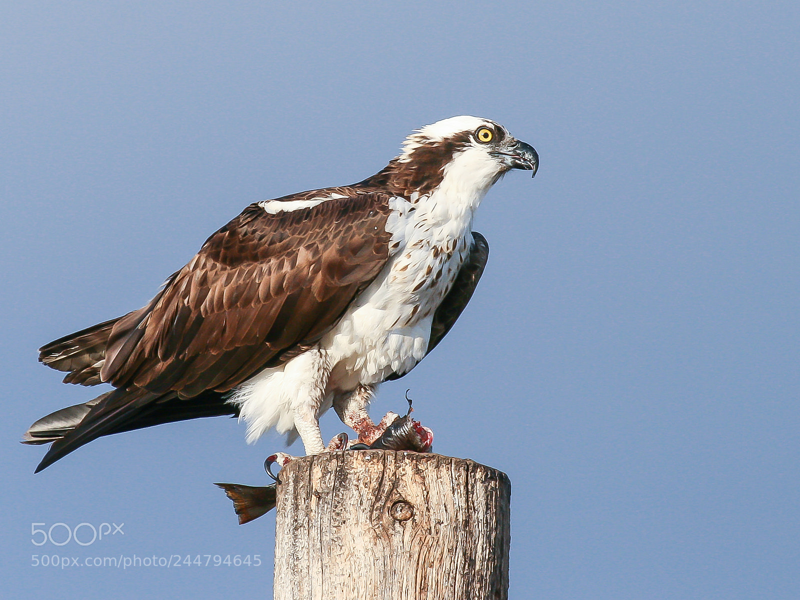 Canon EOS 400D (EOS Digital Rebel XTi / EOS Kiss Digital X) sample photo. Osprey eating fish photography