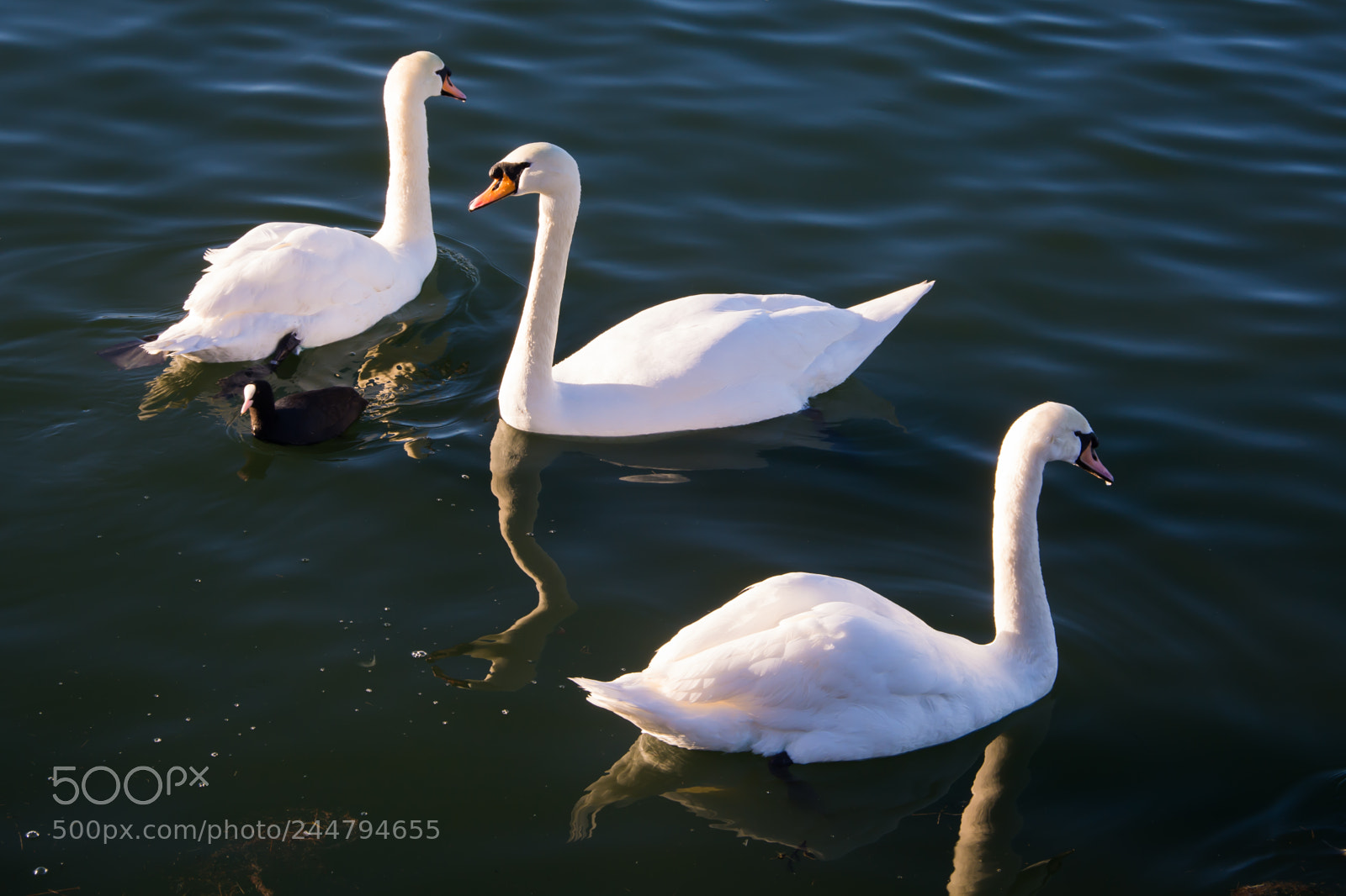 Nikon D7100 sample photo. Swan lake photography