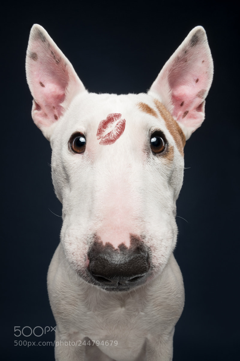 Fujifilm X-T2 sample photo. Kiss a bullterrier photography