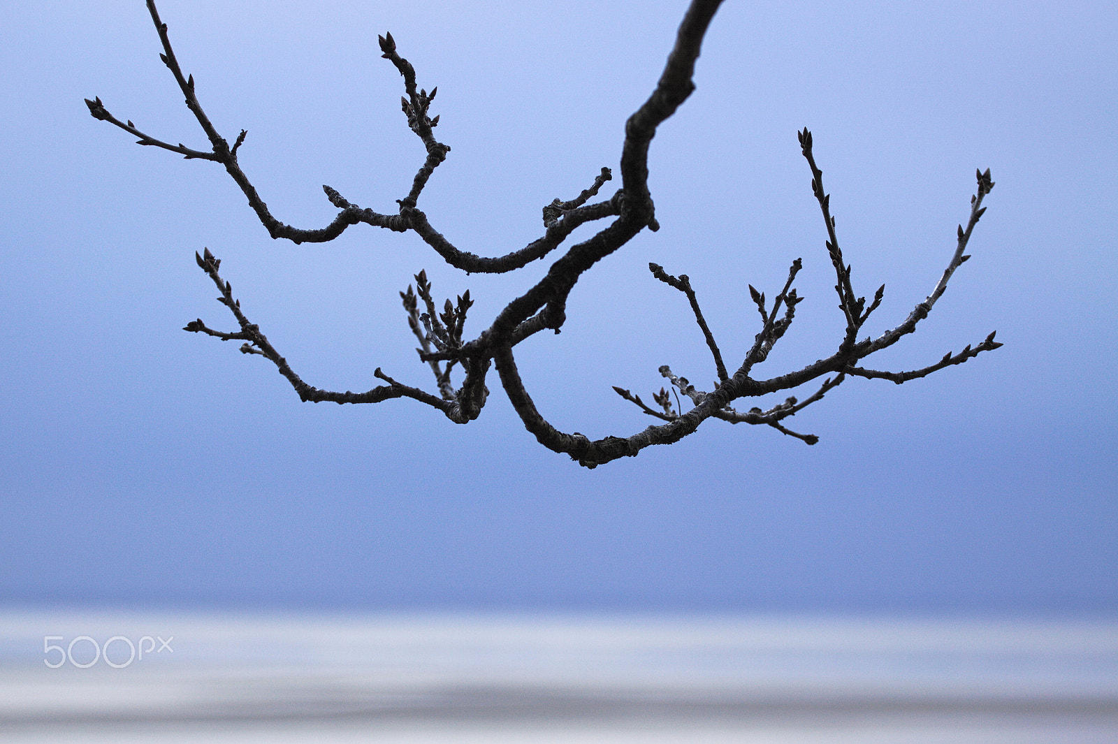 Canon EOS 50D + Canon EF 70-200mm F4L USM sample photo. Tree branch overlooking sea during winter photography