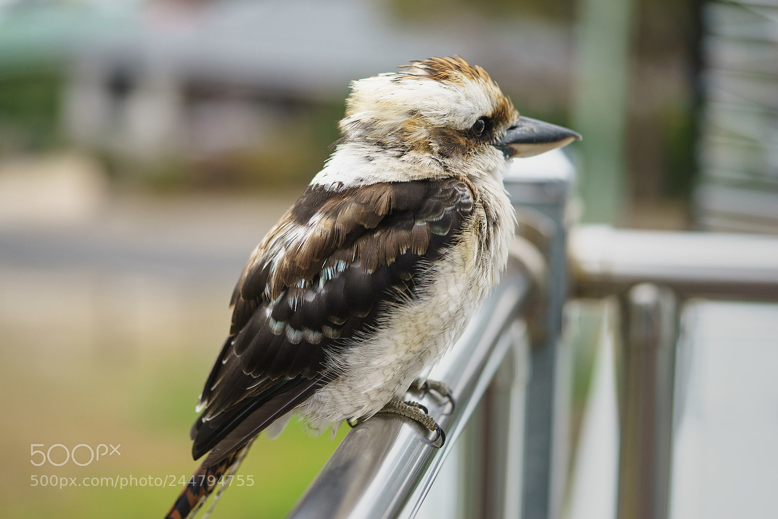 Sony a7R sample photo. A friendly kookaburra photography