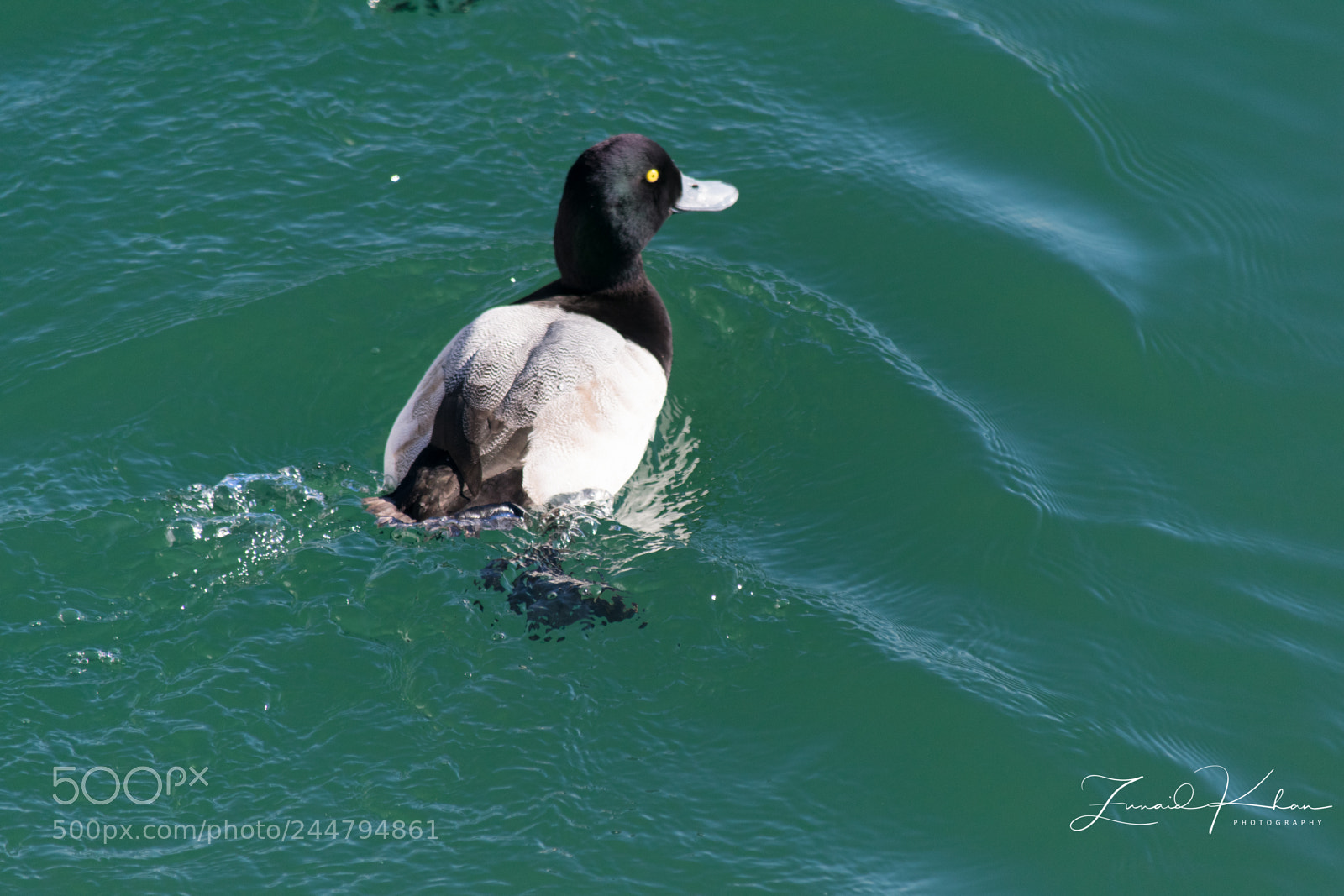 Nikon D3400 sample photo. Goldeneye duck photography