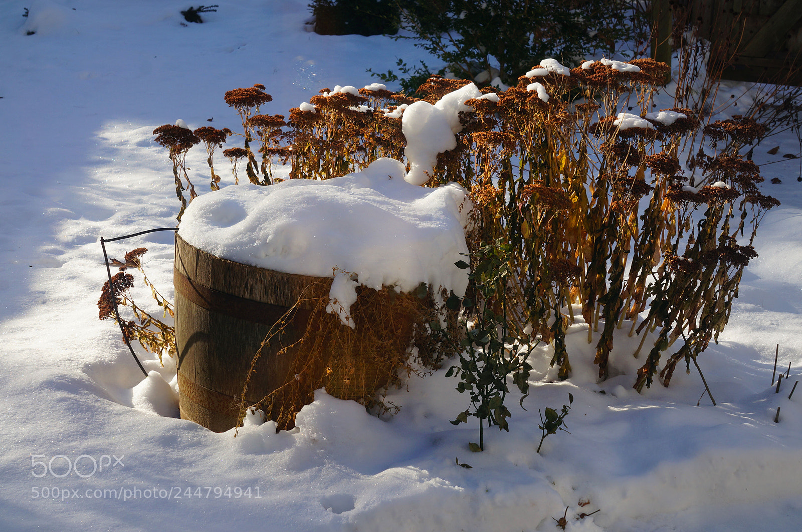 Sony Alpha NEX-6 sample photo. Dark red on ice photography