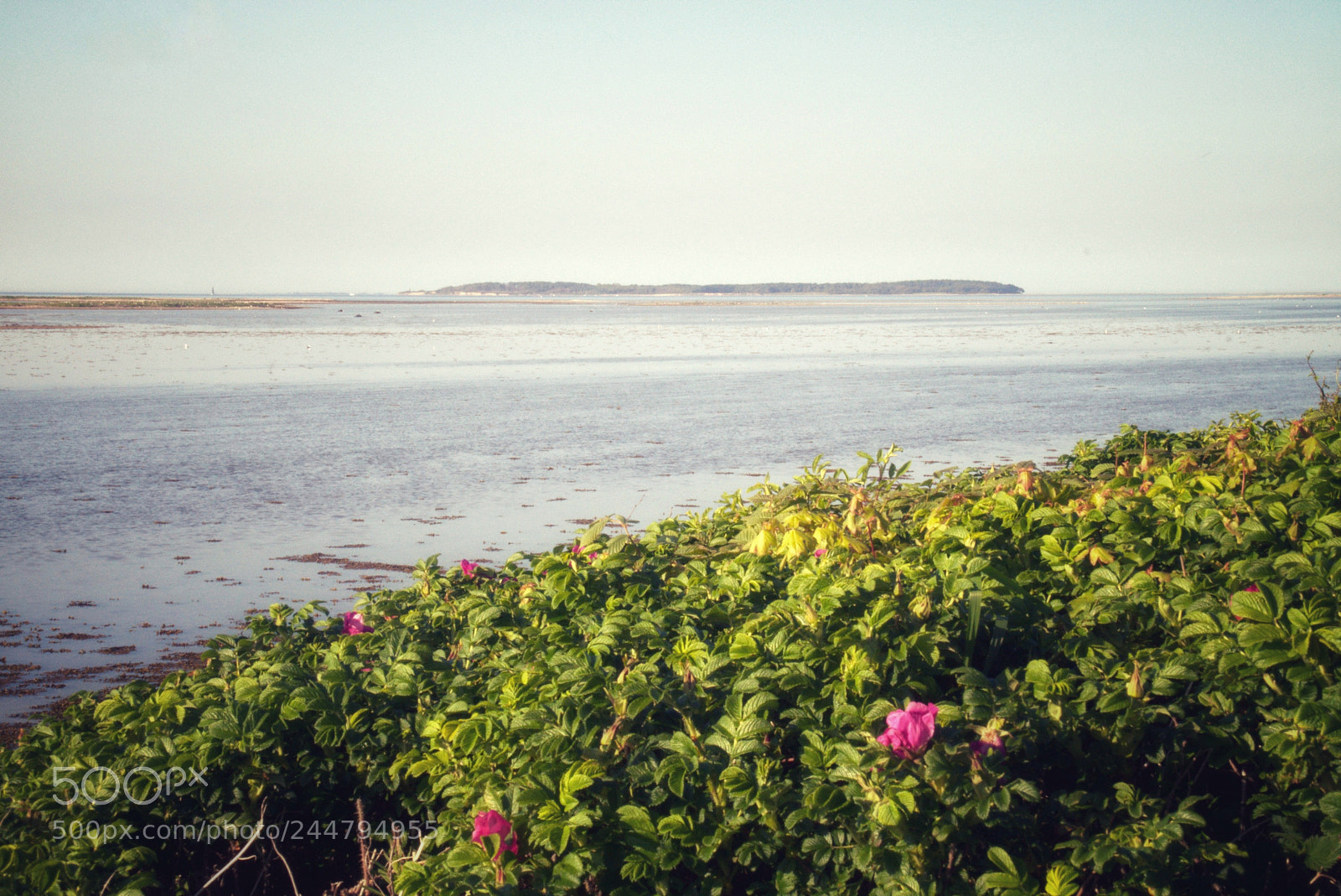 Sony SLT-A58 sample photo. Where the wild roses photography