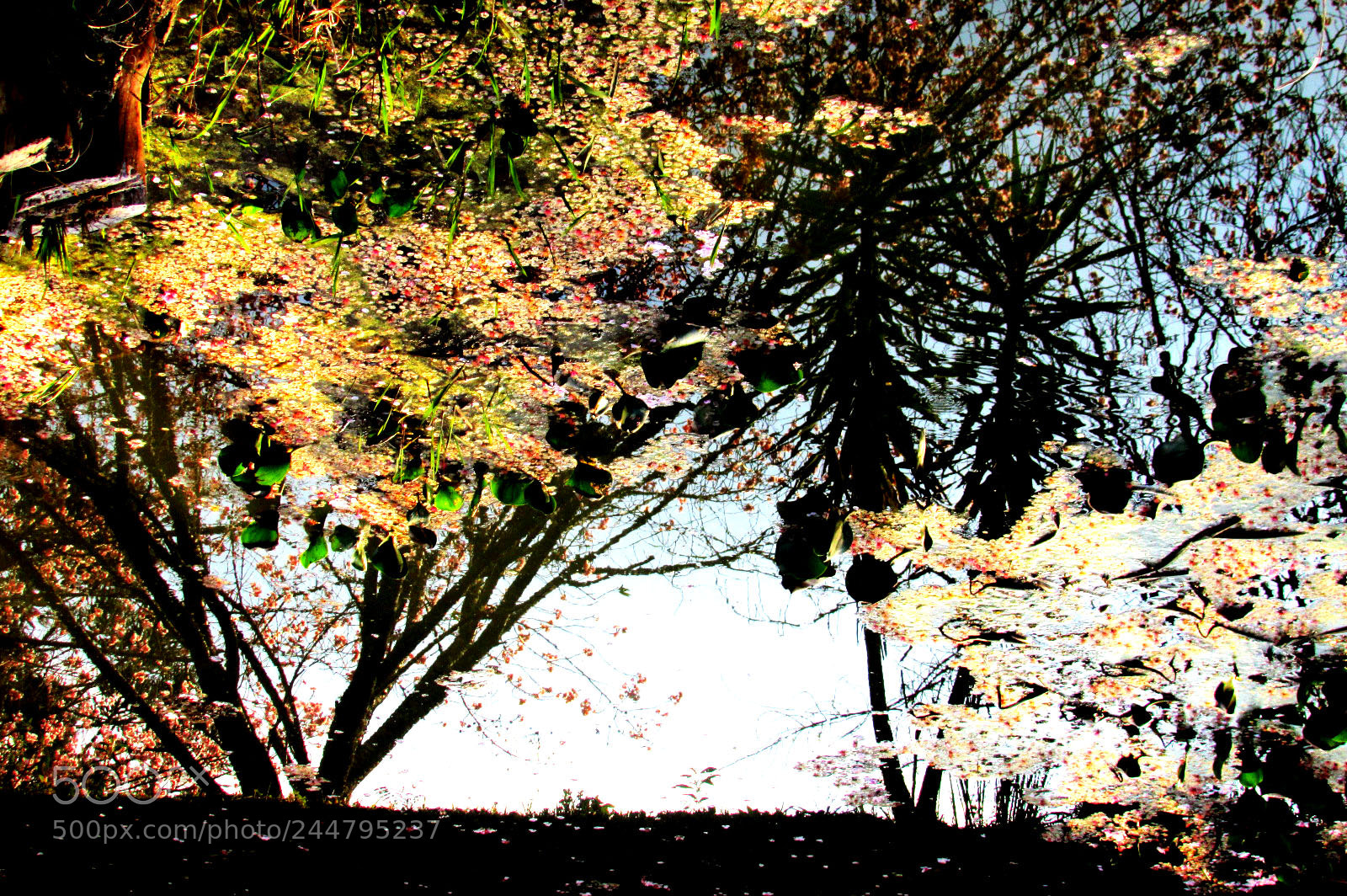 Canon PowerShot SX500 IS sample photo. Reflex photography