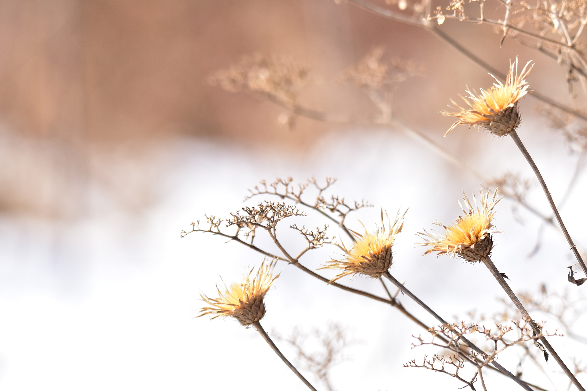 Nikon D810 sample photo