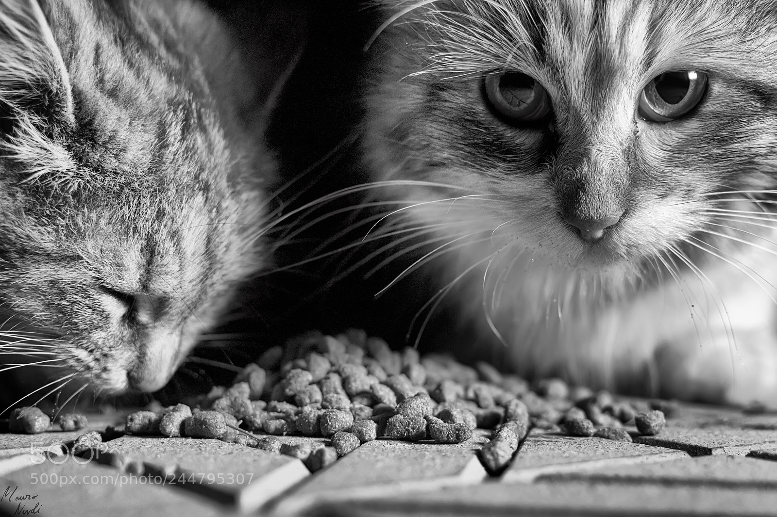 Nikon D3100 sample photo. Il pasto photography