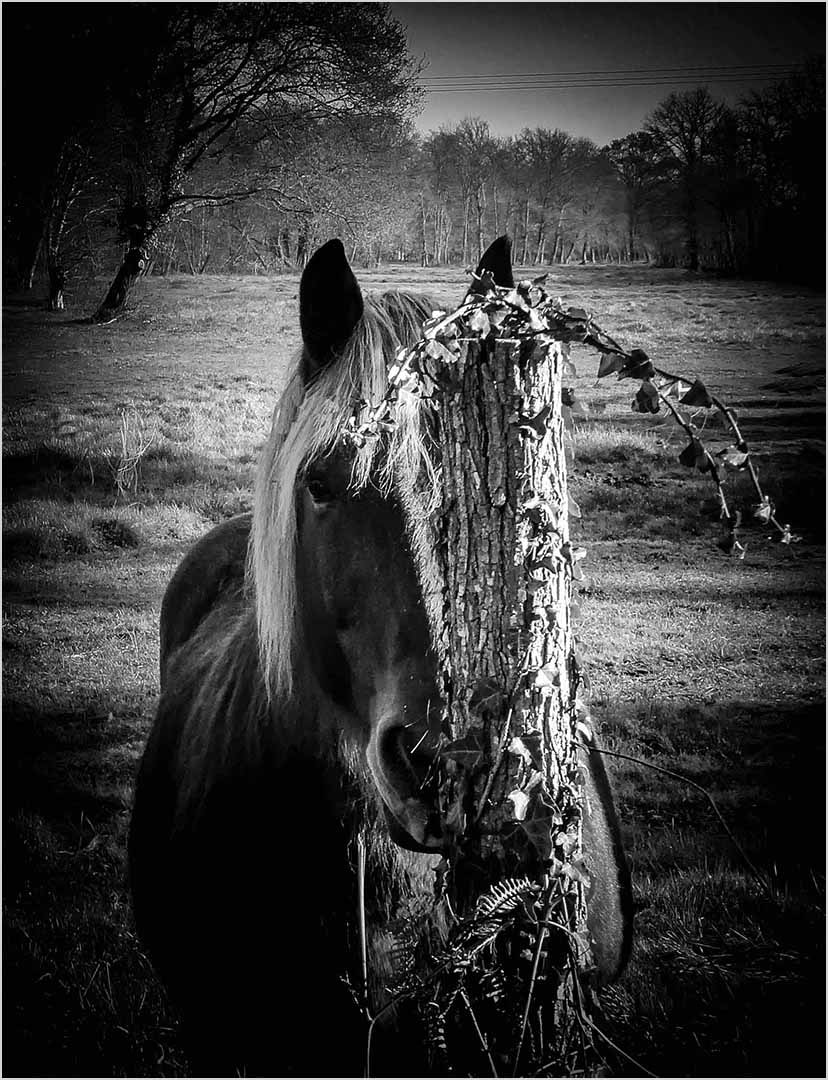 Sony Cyber-shot DSC-H55 sample photo. Cheval de trait vers st selve photography