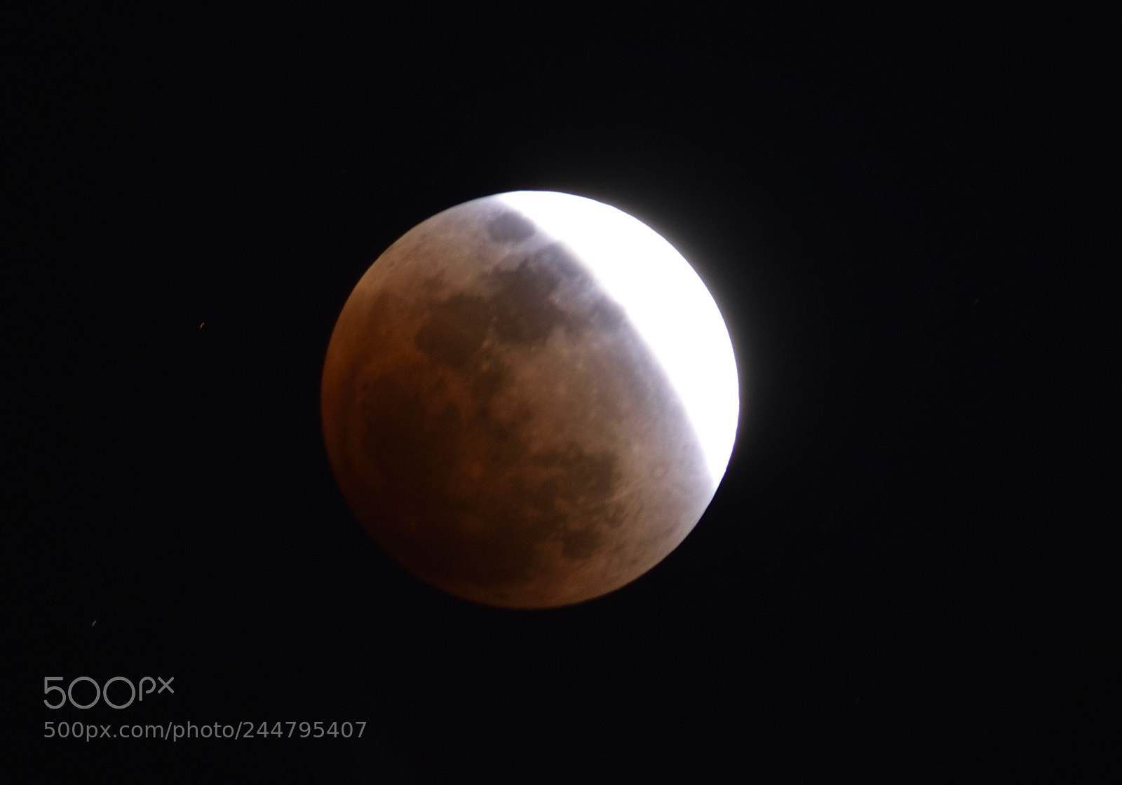 Nikon D5600 sample photo. Super blue blood moon photography