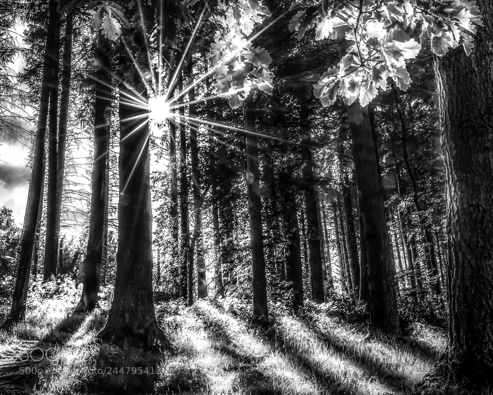 Nikon D7100 sample photo. Shadows photography