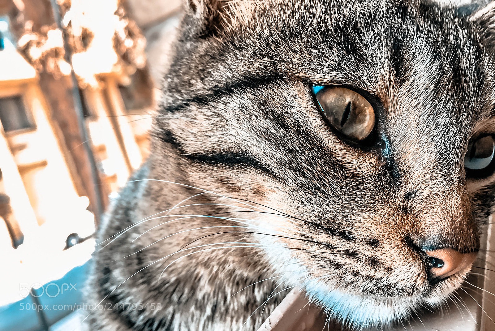 Apple iPhone 6 sample photo. Cat photography