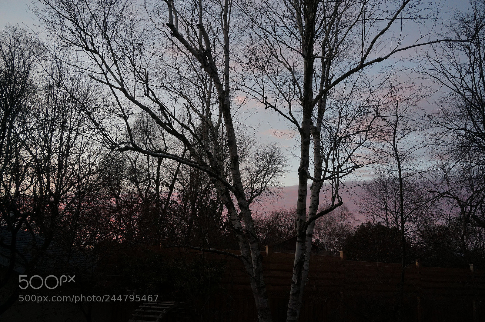 Sony Alpha NEX-6 sample photo. Gentle pink and black photography