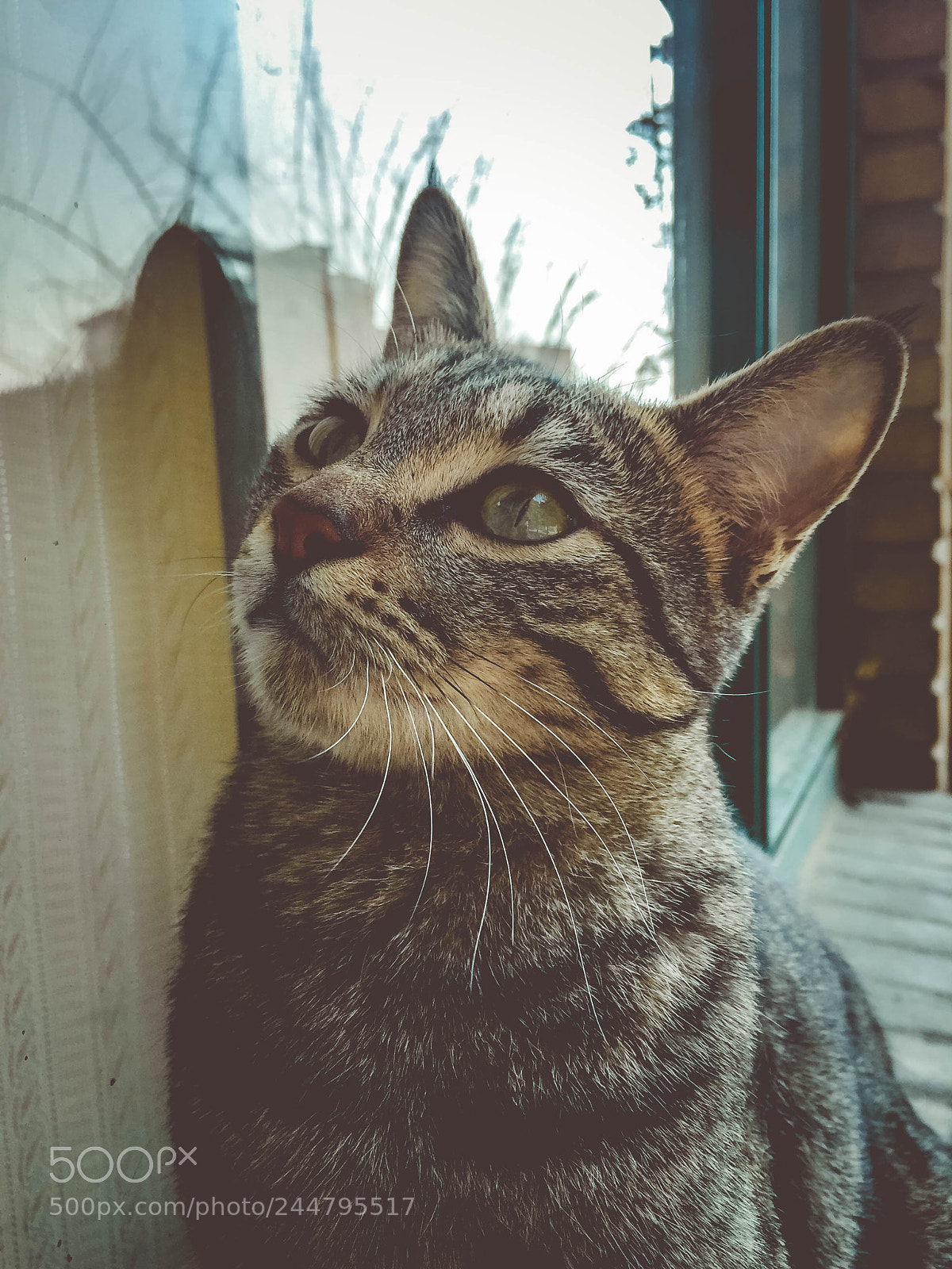 Apple iPhone 6 sample photo. Cat photography