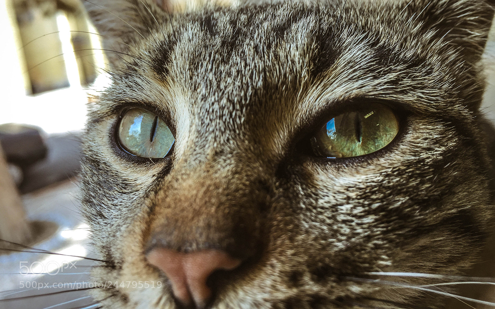 Apple iPhone 6 sample photo. Cat photography
